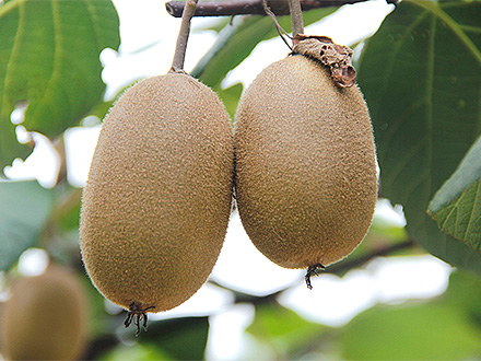 开云电竞平台基地展示一