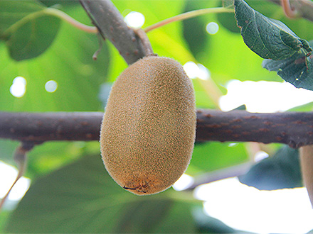 开云电竞平台基地展示二
