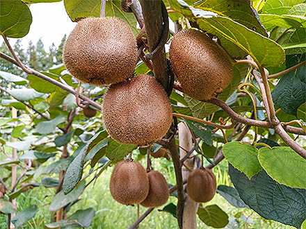 开云电竞平台基地展示六